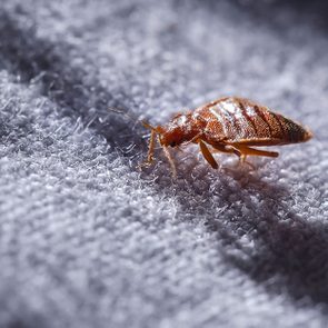 bed bug on carpet