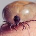 This All-Natural Tick Repellent Works, and Hereâ€™s Why