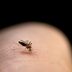 The Weird Reason Your Mosquito Bites Itch for So Long