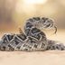 How I Survived a Rattlesnake Biteâ€”With No Way of Calling 911 or Getting to a Hospital