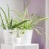 The Best Air-Cleaning Plants, According to NASA