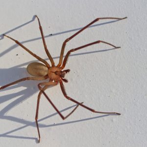 close up of brown recluse spider