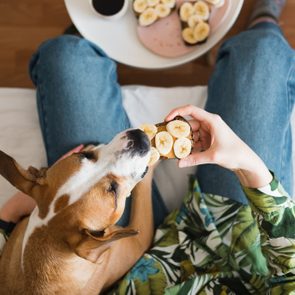 Sharing a peanut butter and banana sandwich with a dog, shot from above, person and dog sitting on couch