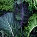 New Study: Some Bacteria Grow Worst on These Leafy Greens