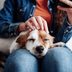 How to Massage Your Dog, According to Certified Dog Massage Therapists [With Instructional Video]